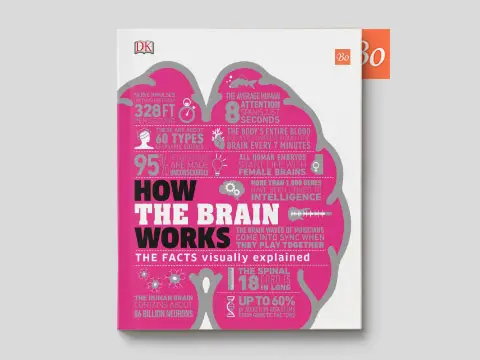 How the Brain Works The Facts Visually Explained